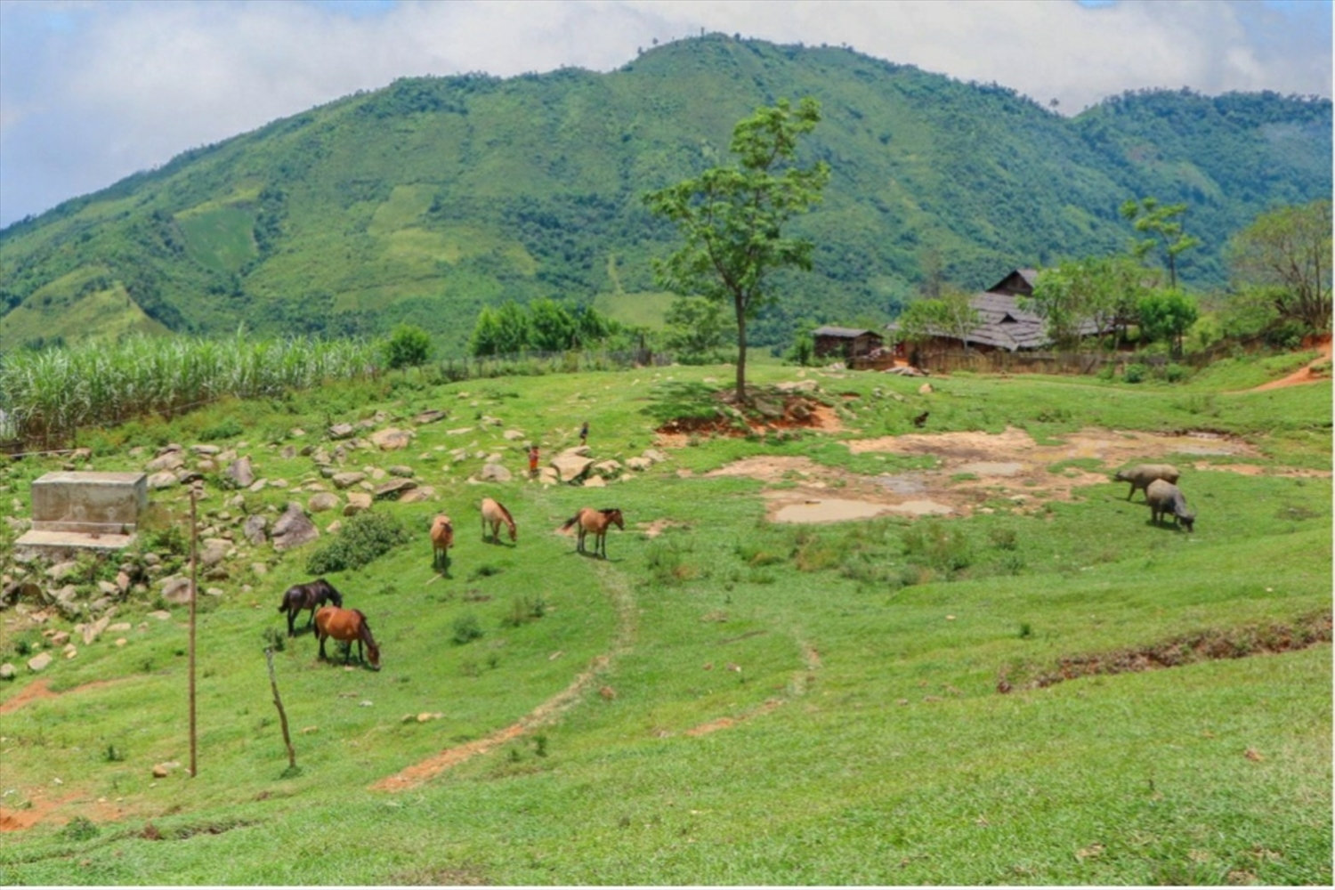 Người Mông ở Tri Lễ chăn nuôi trâu, bò, ngựa cho hiệu quả kinh tế cao Người Mông ở Tri Lễ chăn nuôi trâu, bò, ngựa cho hiệu quả kinh tế cao
