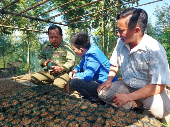 Ông Vừ Vả Chống (ngoài cùng bìa trái) chia sẻ kinh nghiệm ươm và trồng cây sa mu và pơ mu cho bà con Ông Vừ Vả Chống (ngoài cùng bìa trái) chia sẻ kinh nghiệm ươm và trồng cây sa mu và pơ mu cho bà con