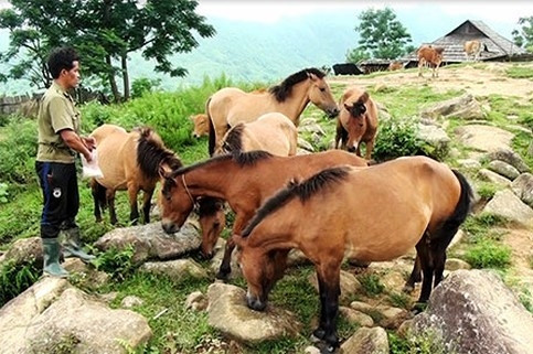 Mô hình chăn nuôi ngựa của Thò Bá Vừ ở bản Pà Khốm Mô hình chăn nuôi ngựa của Thò Bá Vừ ở bản Pà Khốm