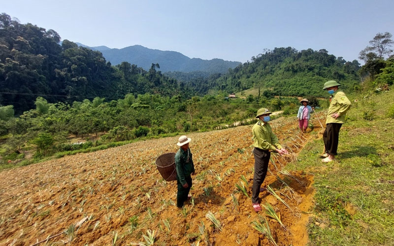 Hướng dẫn bà con bản Cò Phạt trồng cây rễ hương Hướng dẫn bà con bản Cò Phạt trồng cây rễ hương