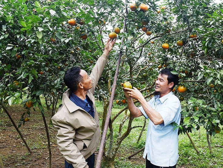 Mô hình kinh tế cho thu nhập ổn định của gia đình anh Lê Văn Báu (bìa phải)