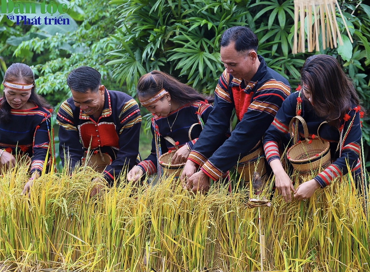 Sau khi lễ cúng tại chòi rẫy xong thì tất cả nam, nữ cùng nhau thực hiện việc tuốt lúa để đưa cất vào chòi lúa; sau khi tuốt lúa xong, kết thúc phần cúng ở ngoài rẫy và chòi lúa