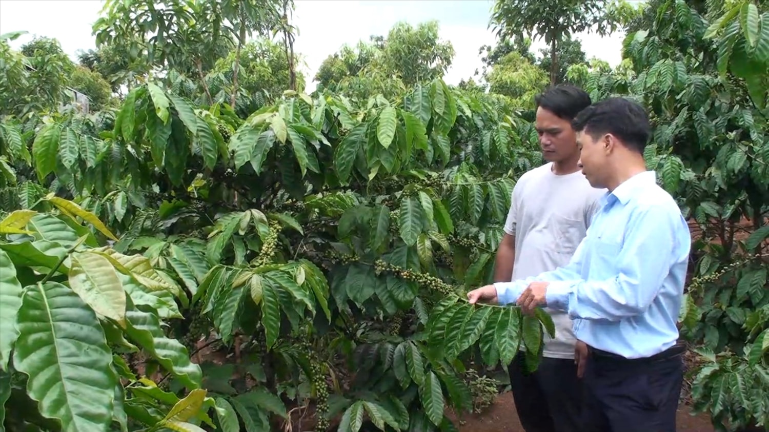 Các hộ dân làng TĐC Ktu Dơng, xã Hra trồng cây cà phê từ các vốn vay ngân hàng phát triển kinh tế bền vững
