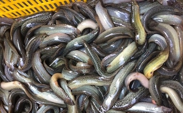 Cá chạch bùn là loài đặc sản nước ngọt có thành phần chất bổ dưỡng cao, rất thích hợp dùng cho người già, trẻ em