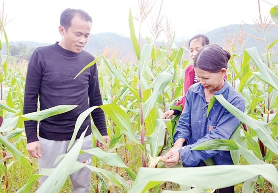 Anh Bàn Văn Cao, Trưởng thôn Thác Vàng, xã Minh Dân, huyện Hàm Yên, tỉnh Tuyên Quang vận động người dân trồng ngô.