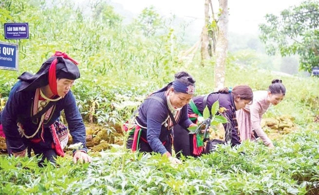 Việc Quốc hội phê duyệt chủ trương đầu tư Chương trình MTQG phát triển KT-XH vùng đồng bào DTTS và miền núi giai đoạn 2021 - 2030 đã mở ra cơ hội lớn cho vùng DTTS và miền núi phát triển, vươn lên…