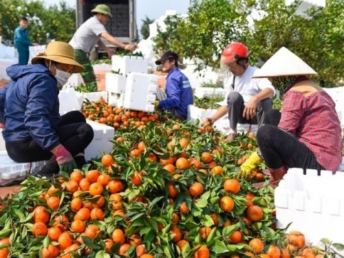 Sản phẩm Cam Xã Đoài (Như Xuân) được công nhận sản phẩm OCOP chất lượng 3 sao