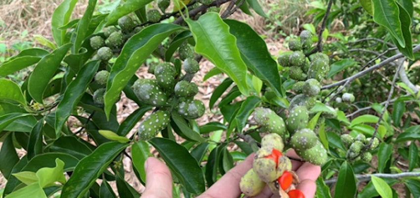 Hướng dẫn quy trình kỹ thuật trồng cây dổi lấy hạt, lấy gỗ 1