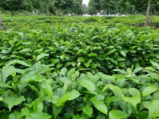 Hiện nay có rất nhiều nơi đã khảo nghiệm thành công và cho đến những kết quả bất ngờ về việc phát triển kinh tế bằng trồng cây giổi xanh. Ảnh minh họa