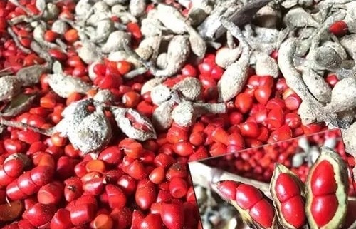 Hướng dẫn quy trình kỹ thuật trồng cây dổi lấy hạt, lấy gỗ 2