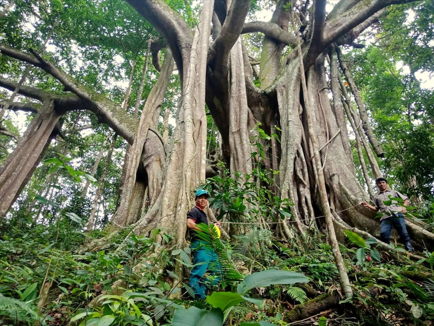Rừng đa nghìn tuổi được người làng và chính quyền địa phương quyết tâm bảo vệ. Rừng đa nghìn tuổi được người làng và chính quyền địa phương quyết tâm bảo vệ.