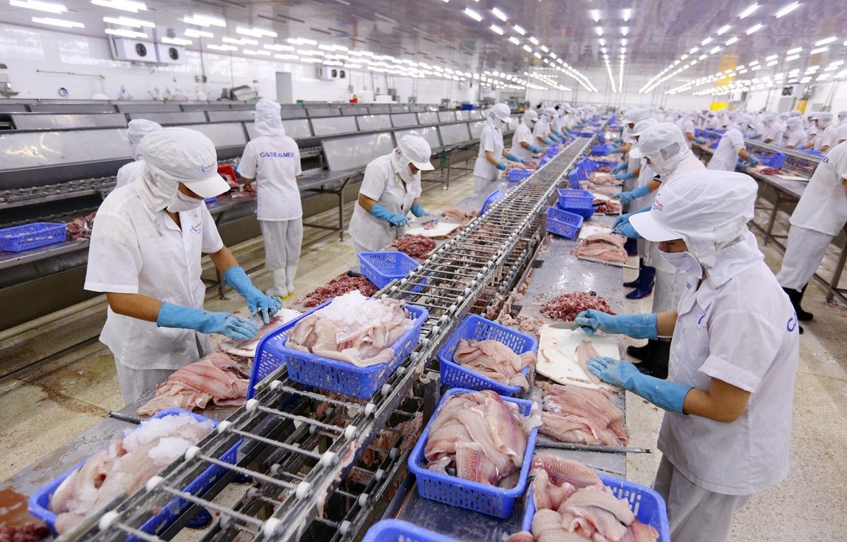 Xuất khẩu cá tra tiếp tục tăng trưởng mạnh mẽ. Xuất khẩu cá tra tiếp tục tăng trưởng mạnh mẽ.
