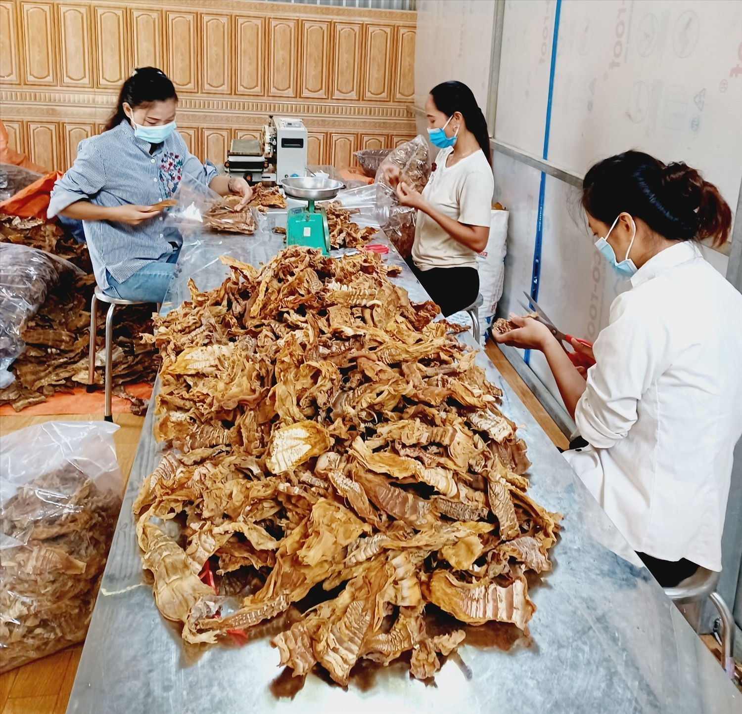 Chị em phụ nữ trong HTX tích cực làm việc với mong muốn đổi thay cuộc sống để thoát nghèo