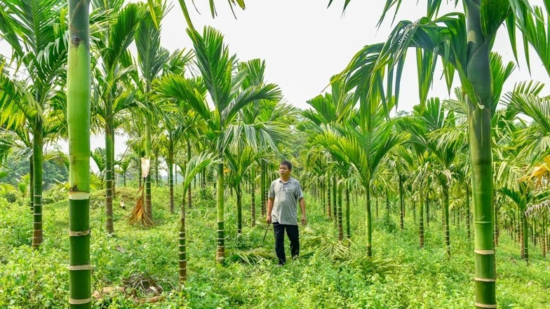 Mô hình trồng cau của anh  Hà Văn Dũng làng Trô, xã Giao An, huyện Lang Chánh, Thanh Hóa