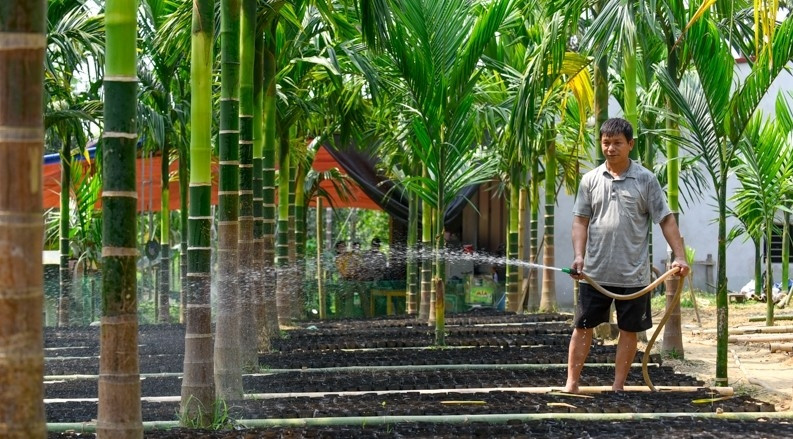 Cả tiền bán cau giống và cau thương phẩm ước tính năm nay (2022) gia đình anh Dũng thu về khoảng 1 tỷ đồng