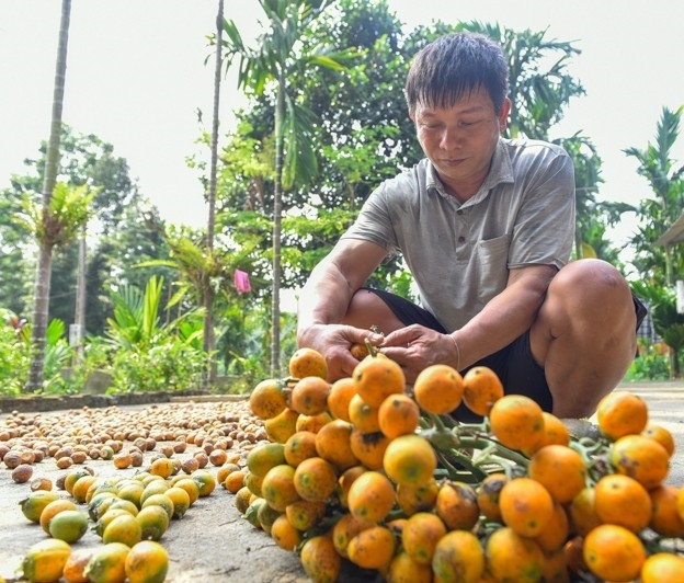 Không chỉ bán quả cau thương phẩm mà anh Dũng còn để cau chín để ươm cau giống bán cho người dân