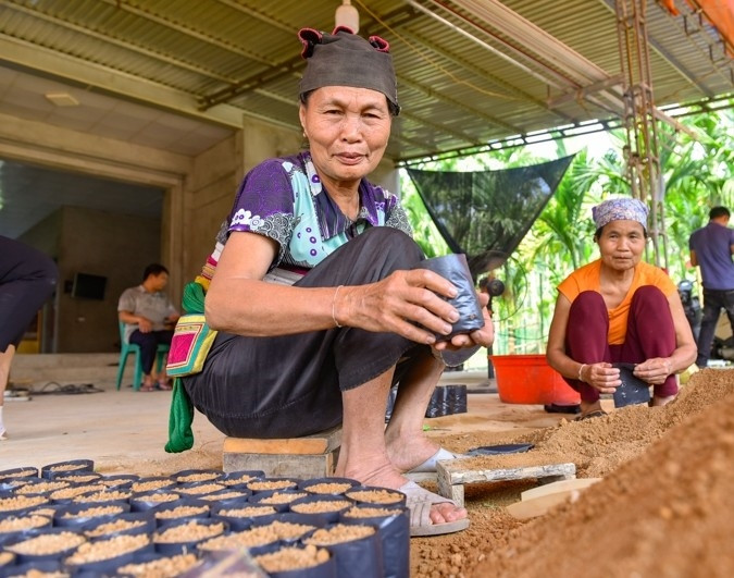 Mô hình trồng cau của anh Dũng tạo việc làm thời vụ cho khoảng 10 lao động là người địa phương với thu nhập 170.000 đồng/ngày