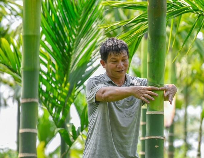Theo anh Dũng trồng cau không khó, cây cau không sợ nóng, chỉ sợ rét