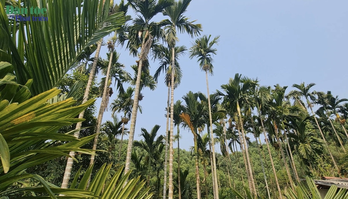 Làm giàu từ mô hình trồng cau lấy quả