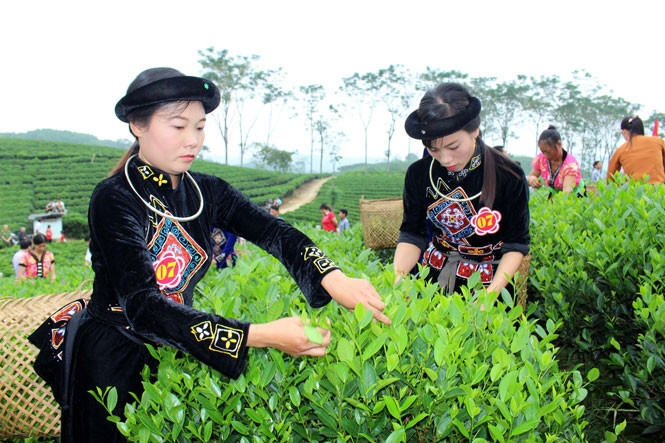 Nhãn hiệu tập thể “Chè Thái Nguyên” chính thức được bảo hộ tại 6 quốc gia
