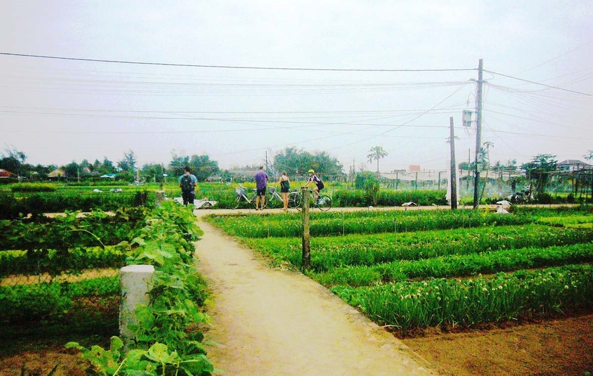 Làng rau Trà Quế tiếp tục được Tp. Hội An hỗ trợ phát triển để phát huy giá trị của làng nghề Làng rau Trà Quế tiếp tục được Tp. Hội An hỗ trợ phát triển để phát huy giá trị của làng nghề