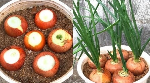 Kỹ thuật trồng hành tây đơn giản tại nhà 1