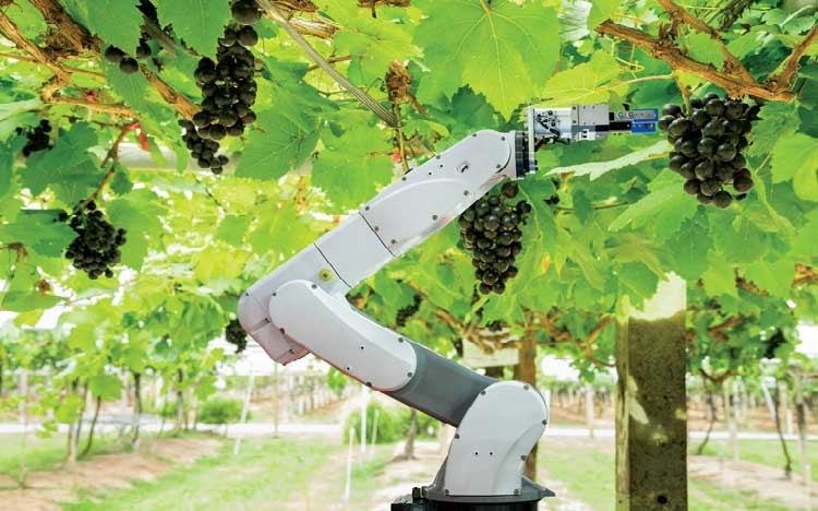Sử dụng robot để thu hoạch nho (Ảnh minh họa)