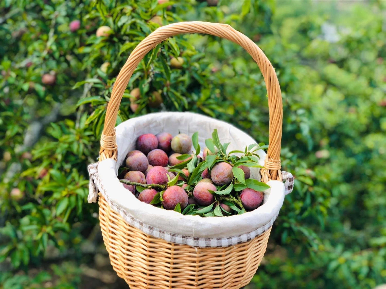 Mận Mộc Châu là loại mận ngố to, giòn nức tiếng Mận Mộc Châu là loại mận ngố to, giòn nức tiếng