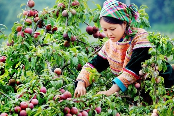 Mận đến mùa thu hoạch Mận đến mùa thu hoạch