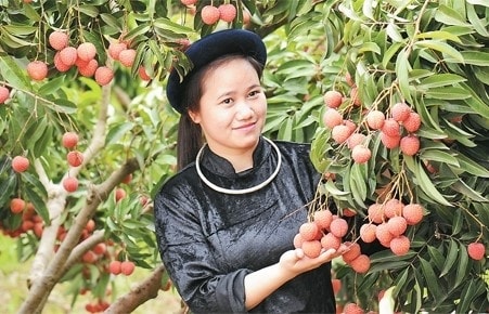 Cô gái dân tộc Tày Lục Ngạn giới thiệu chùm vải thiều chín rộ