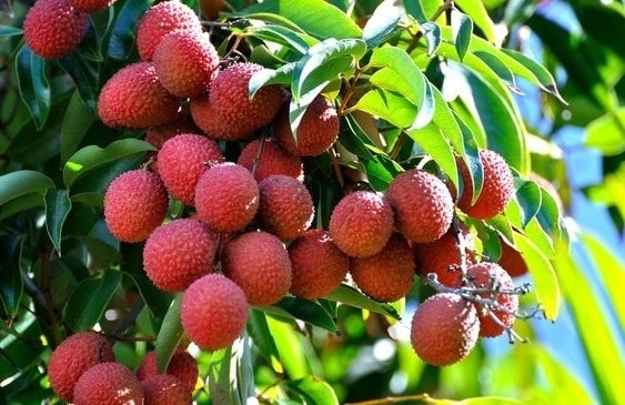 Thương hiệu vải thiều Lục Ngạn ngày càng có uy tín trên thị trường. 