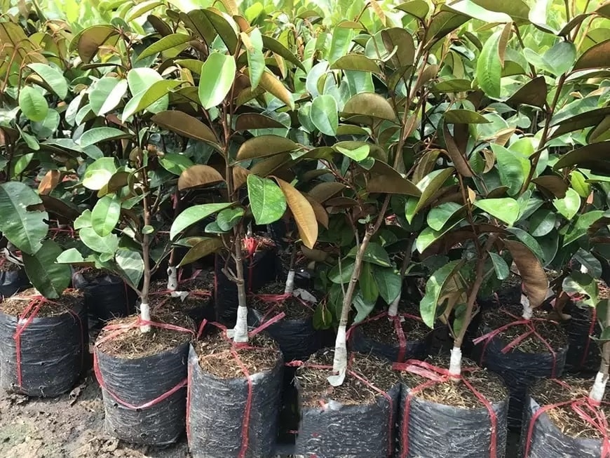Kỹ thuật trồng và chăm sóc cây vú sữa 1