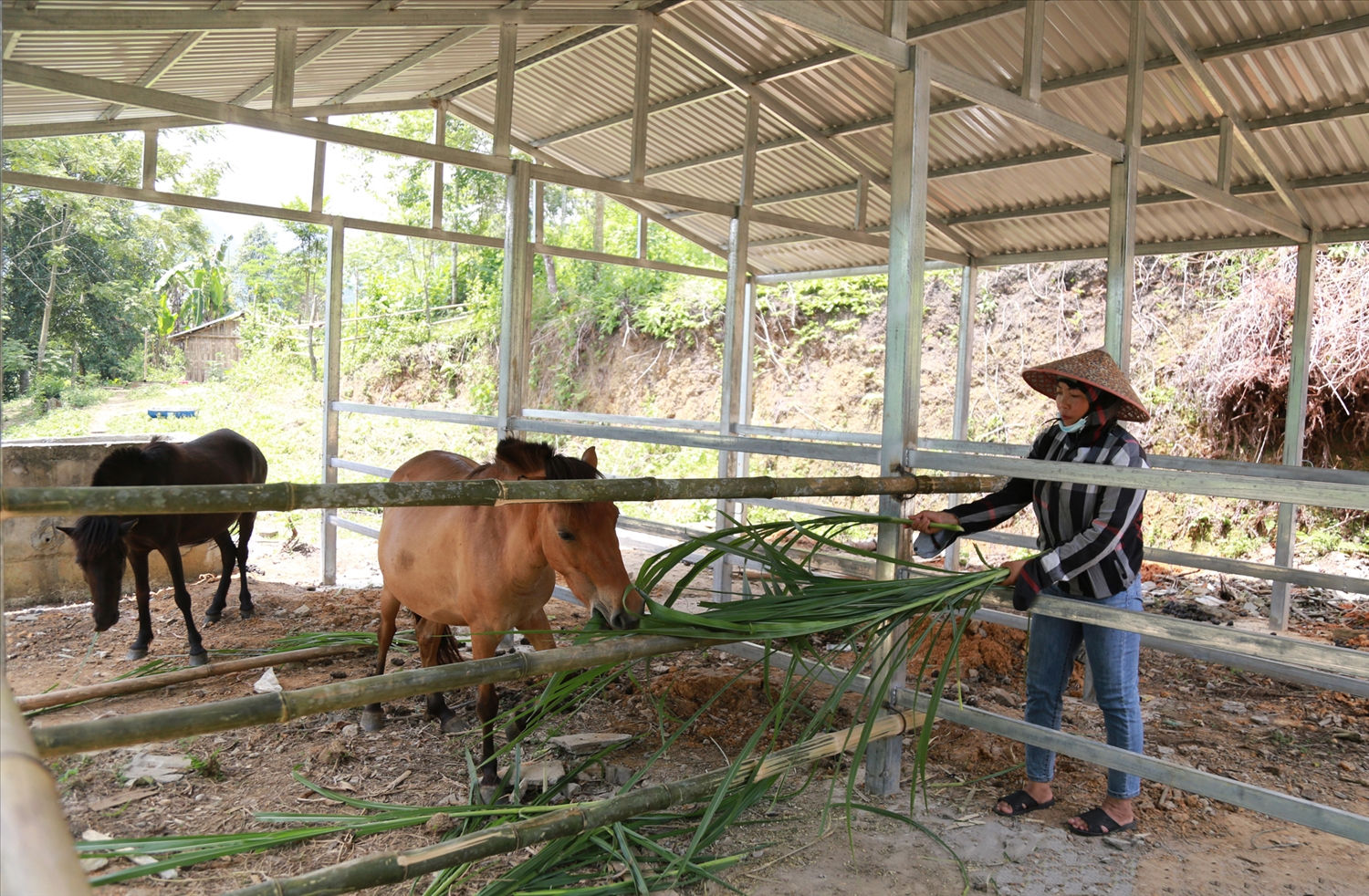 Gia đình chị Phẩy là một trong những hộ tiên phong của thôn áp dụng mô hình chăn nuôi ngựa theo hướng hàng hóa Gia đình chị Phẩy là một trong những hộ tiên phong của thôn áp dụng mô hình chăn nuôi ngựa theo hướng hàng hóa