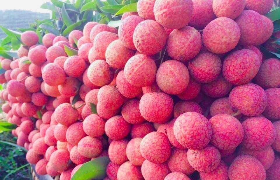 Đặc sản vải thiều Lục Ngạn (Bắc Giang) Đặc sản vải thiều Lục Ngạn (Bắc Giang)