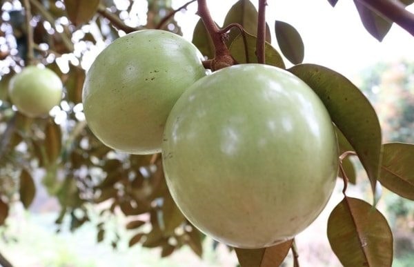 Đặc sản Vú sữa Lò Rèn (Tiền Giang) Đặc sản Vú sữa Lò Rèn (Tiền Giang)