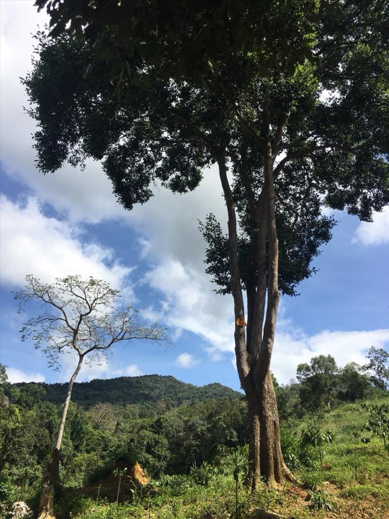 Kơ nia là cây “mồ côi” bởi loài này không mọc tập trung thành rừng mà rải rác, đơn lẻ. Kơ nia là cây “mồ côi” bởi loài này không mọc tập trung thành rừng mà rải rác, đơn lẻ.