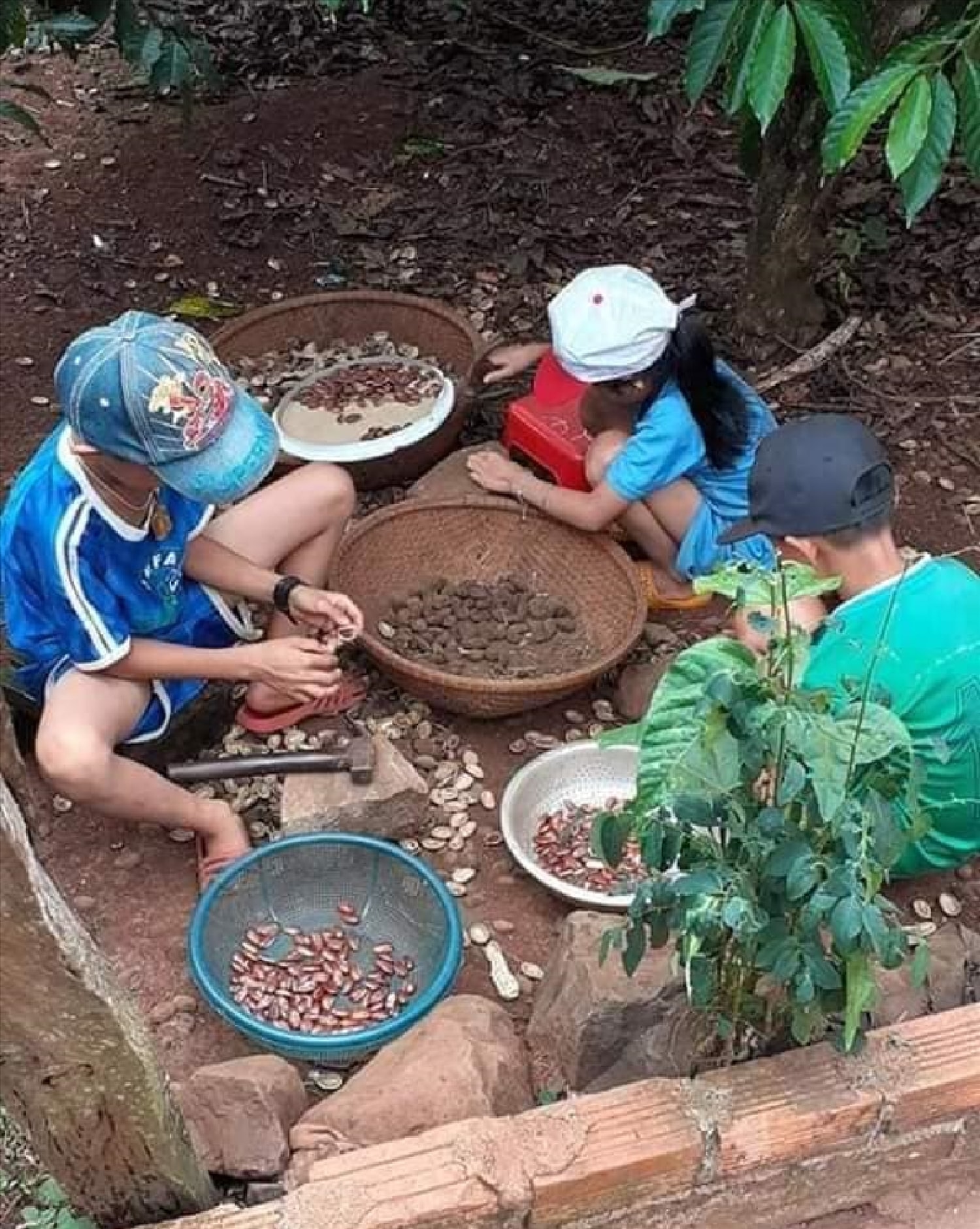 Mùa kơ nia rụng quả, người dân có thêm một khoản thu nhập đáng kể từ hạt đặc sản của núi rừng Tây Nguyên. Mùa kơ nia rụng quả, người dân có thêm một khoản thu nhập đáng kể từ hạt đặc sản của núi rừng Tây Nguyên.