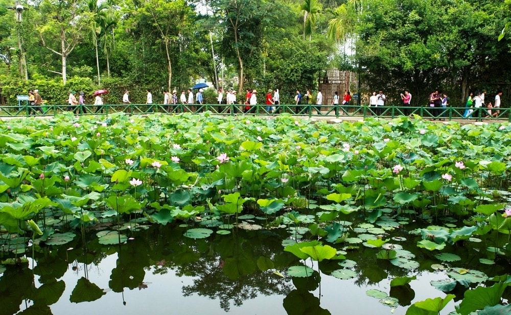 Du khách thả bộ nơi làng Sen quê Bác