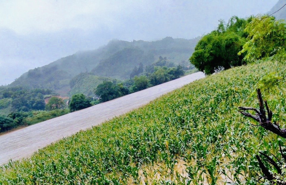 Lúa, ngô ở thôn Thác vàng, xã Minh Dân, tỉnh Hàm Yên, tỉnh Tuyên Quang bị ngập úng Lúa, ngô ở thôn Thác vàng, xã Minh Dân, tỉnh Hàm Yên, tỉnh Tuyên Quang bị ngập úng