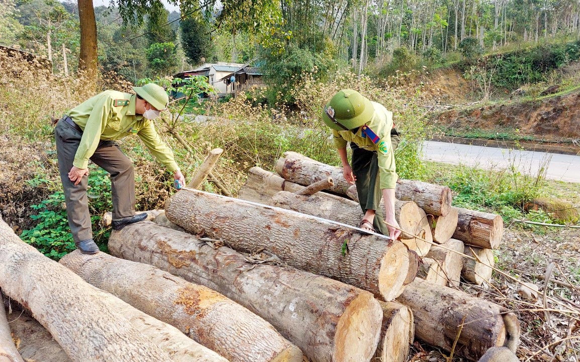 Số gỗ khai thác trái phép tại xã Na Mèo, huyện Quan Sơn được bảo quản tại trạm bảo vệ rừng Piềng Luông, thuộc Ban Quản lý rừng phòng hộ Quan Sơn, chờ xử lý. (Ảnh: Hạt Kiểm lâm Quan Sơn cung cấp) Số gỗ khai thác trái phép tại xã Na Mèo, huyện Quan Sơn được bảo quản tại trạm bảo vệ rừng Piềng Luông, thuộc Ban Quản lý rừng phòng hộ Quan Sơn, chờ xử lý. (Ảnh: Hạt Kiểm lâm Quan Sơn cung cấp)