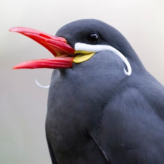 Chim biển Inca Tern (Ảnh: Nathan Rupert)
