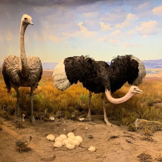 Đà điểu và đàn con mới nở (Ảnh: AMNH)