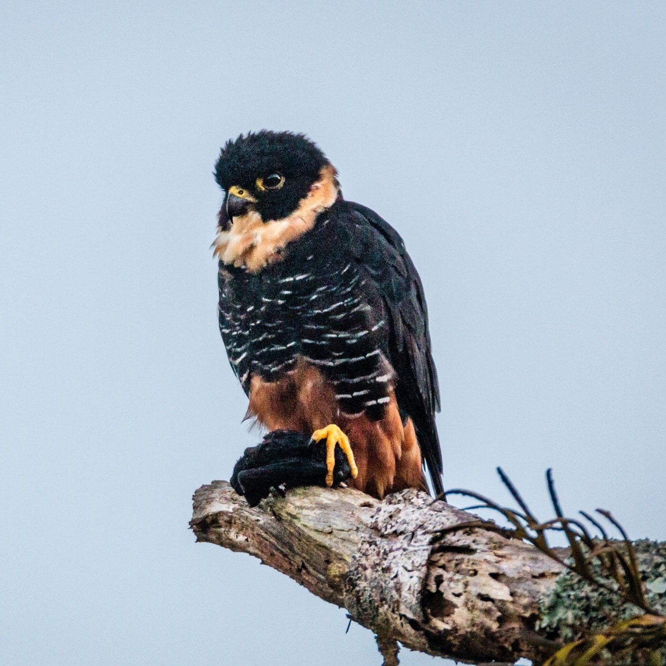 Chim Bat Falcon - Ảnh: Ana Carla Azevedo