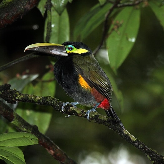 Chim Toucanet tai vàng - Ảnh: Juan Zamora