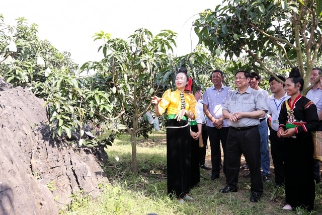 Báo cáo Thủ tướng, người dân cho biết mô hình trồng cây ăn quả còn giúp hạn chế xói mòn đất, lũ lụt… đá không còn cao lên mãi như trồng ngô trước đây - Ảnh: VGP/Nhật Bắc