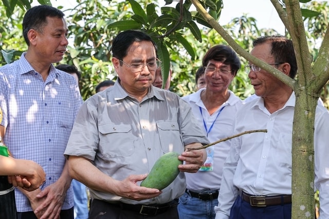 Bà con sử dụng gốc cây xoài bản địa ghép với mắt của giống xoài mới cho quả to hơn, ngon hơn, đẹp hơn - Ảnh: VGP/Nhật Bắc