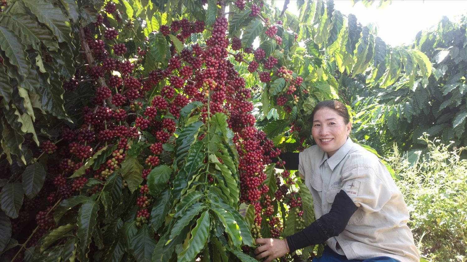 Cà phê được canh tác theo phương pháp hữu cơ tại huyện Chư Păh đạt sản phẩm OCOP 3 sao cấp tỉnh