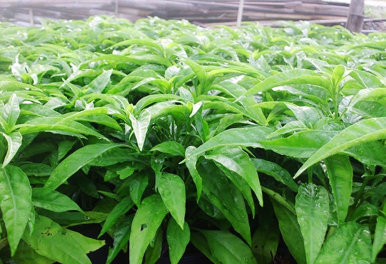 Cây Hoàn ngọc  có tác dụng kháng khuẩn, kháng nấm nên được dùng để điều trị viêm dạ dày, loét dạ dày, viêm ruột, viêm nhiễm đường tiêu hóa, viêm thận, viêm đường tiết niệu, bênh gan… Ảnh minh họa