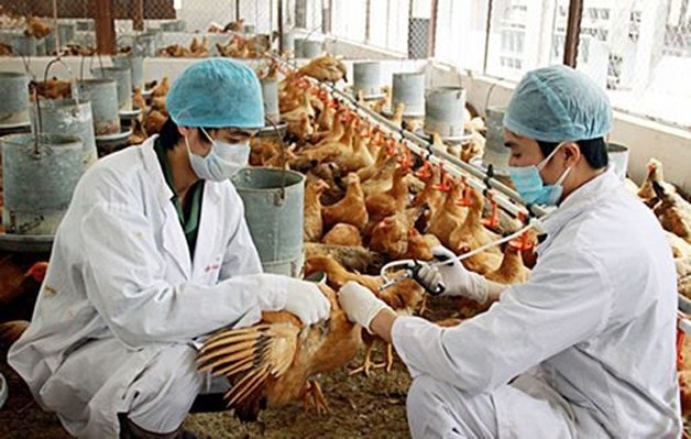 Thực hiện quyết liệt các nhiệm vụ, giải pháp để chủ động kiểm soát, không để bùng phát dịch Cúm gia cầm Thực hiện quyết liệt các nhiệm vụ, giải pháp để chủ động kiểm soát, không để bùng phát dịch Cúm gia cầm