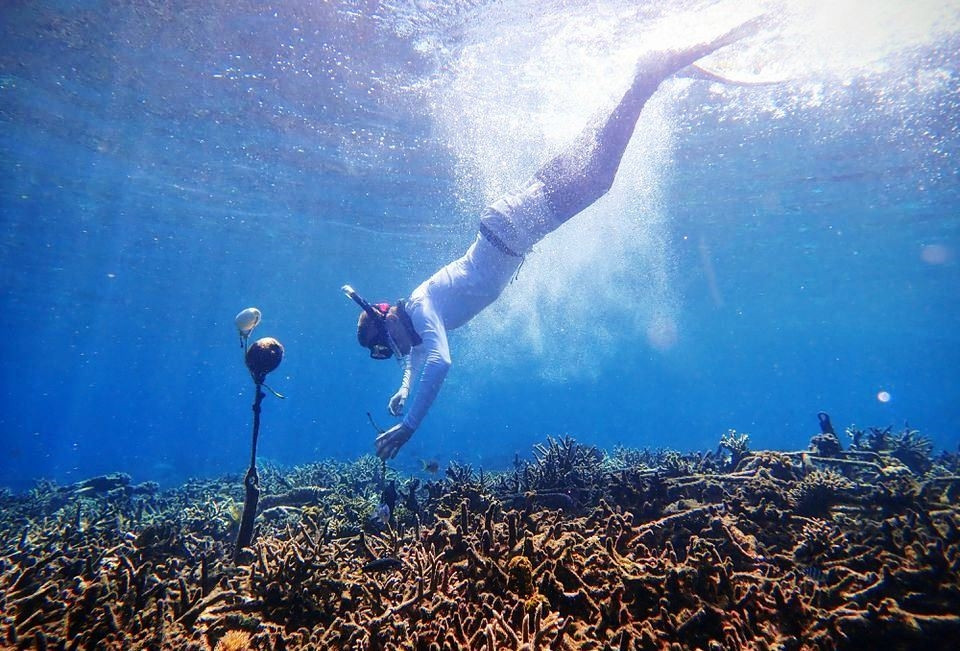 Một nhà nghiên cứu lắp đặt đầu thu sóng trong nước (hydrophone) ở biển thuộc quần đảo Spermonde, Indonesia. Ảnh: Tim Lamont, Đại học Exeter, Anh.